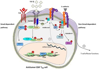 The Emerging Role of CD8+ Tissue Resident Memory T (TRM) Cells in Antitumor Immunity: A Unique Functional Contribution of the CD103 Integrin